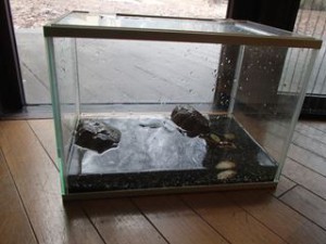 かめのシルちゃんのお家もきれいになりました。